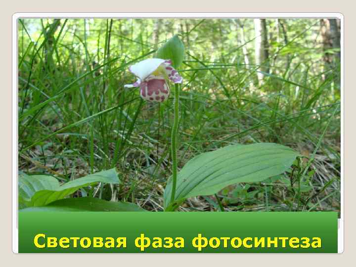 Световая фаза фотосинтеза 