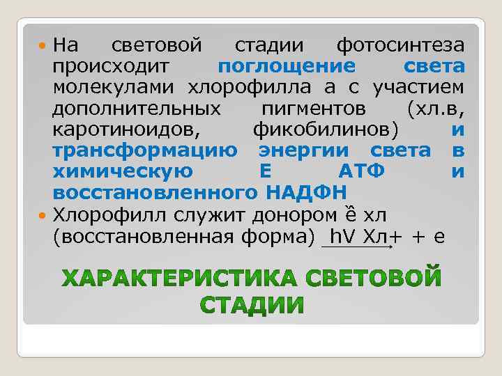 На световой стадии фотосинтеза происходит поглощение света молекулами хлорофилла а с участием дополнительных пигментов