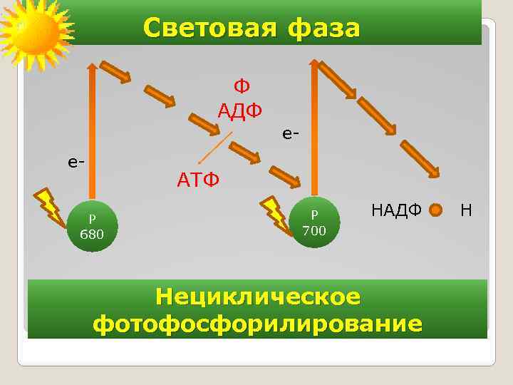 Нециклическое фотофосфорилирование z схема - 83 фото