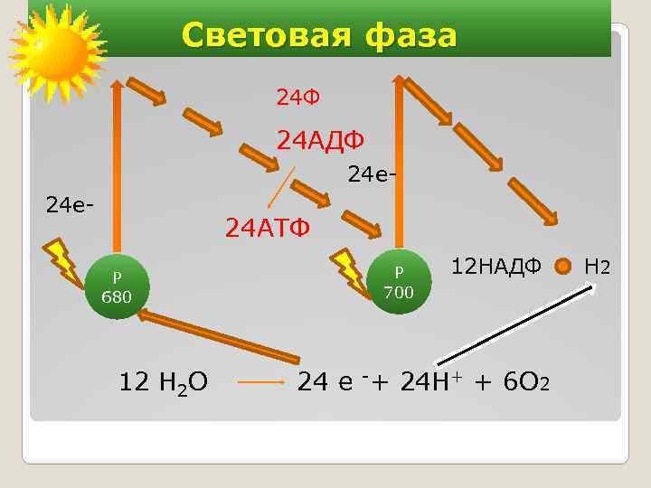 В световой фазе фотосинтеза происходит реакция