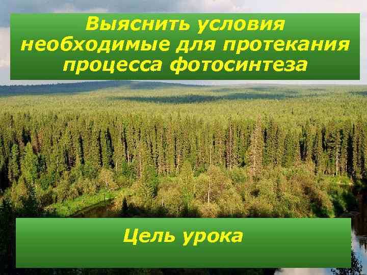 Выяснить условия необходимые для протекания процесса фотосинтеза Цель урока 