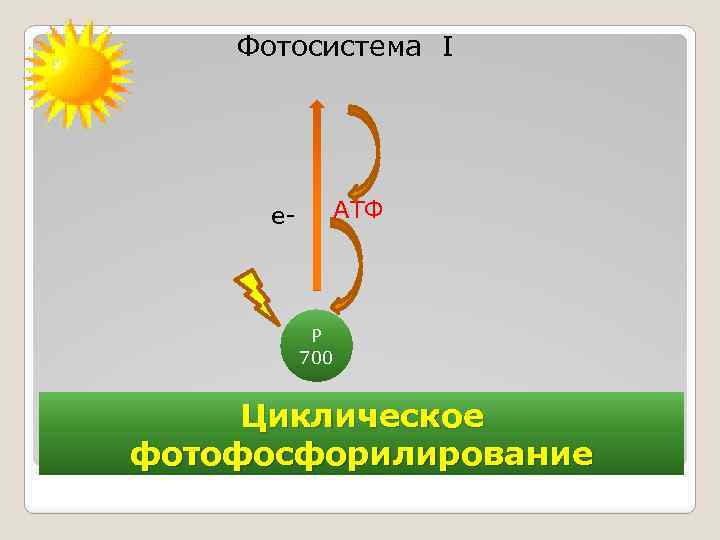  Фотосистема I е- АТФ Р 700 Циклическое фотофосфорилирование 