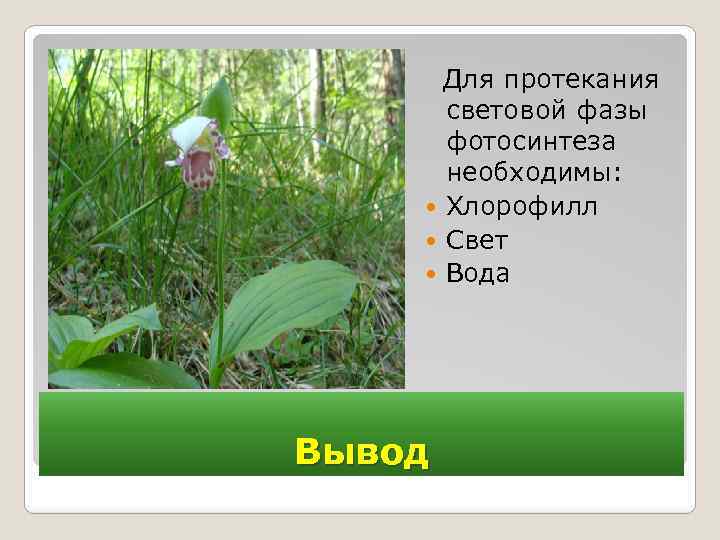 Для протекания световой фазы фотосинтеза необходимы: Хлорофилл Свет Вода Вывод 