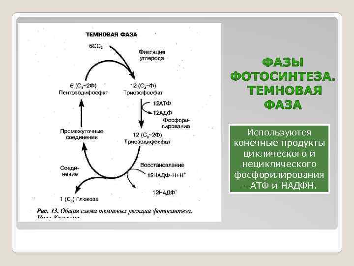 Используются конечные продукты циклического и нециклического фосфорилирования – АТФ и НАДФН. 