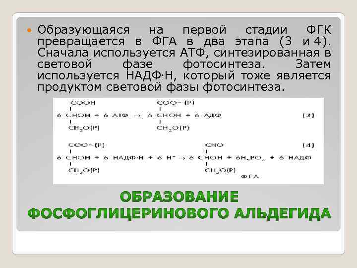  Образующаяся на первой стадии ФГК превращается в ФГА в два этапа (3 и