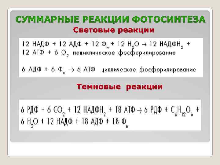 Световые реакции Темновые реакции 