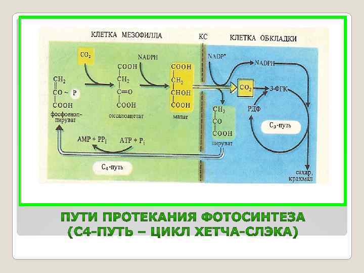 Фотосинтез фиксация углекислого газа. С4-путь фотосинтеза (цикл хетча — Слэка). Фотосинтез с4 путь хэтча Слэка. С4 путь фотосинтеза цикл хетча-слека. Цикл хетча-Слэка.