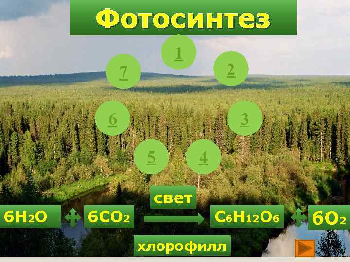 Фотосинтез 1 7 2 6 3 5 4 свет 6 Н 2 О 6