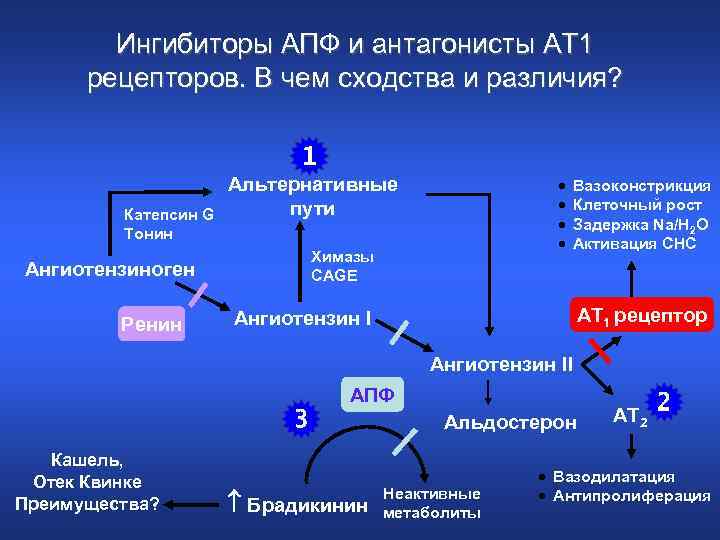 Ингибиторы АПФ и антагонисты АТ 1 рецепторов. В чем сходства и различия? 1 Катепсин