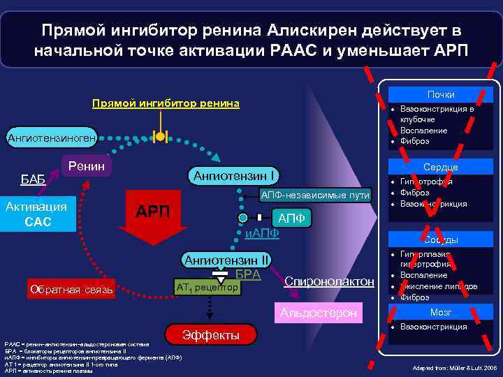 Прямой ингибитор ренина Алискирен действует в начальной точке активации РААС и уменьшает АРП Почки