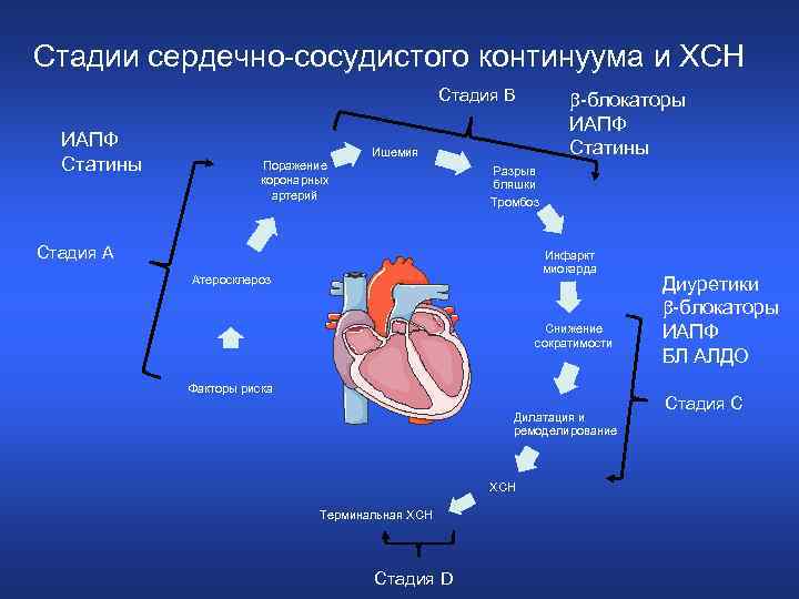 Стадии сердечно-сосудистого континуума и ХСН Стадия В ИАПФ Статины Поражение коронарных артерий -блокаторы ИАПФ