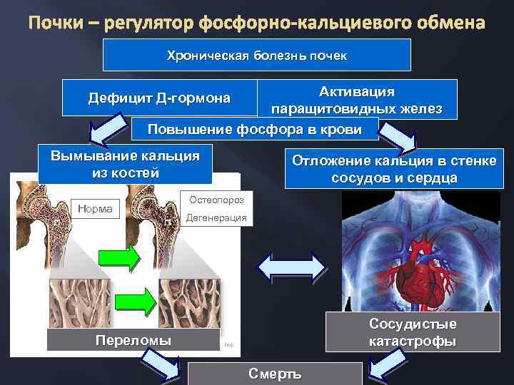 Фосфорно кальциевый обмен биохимия презентация