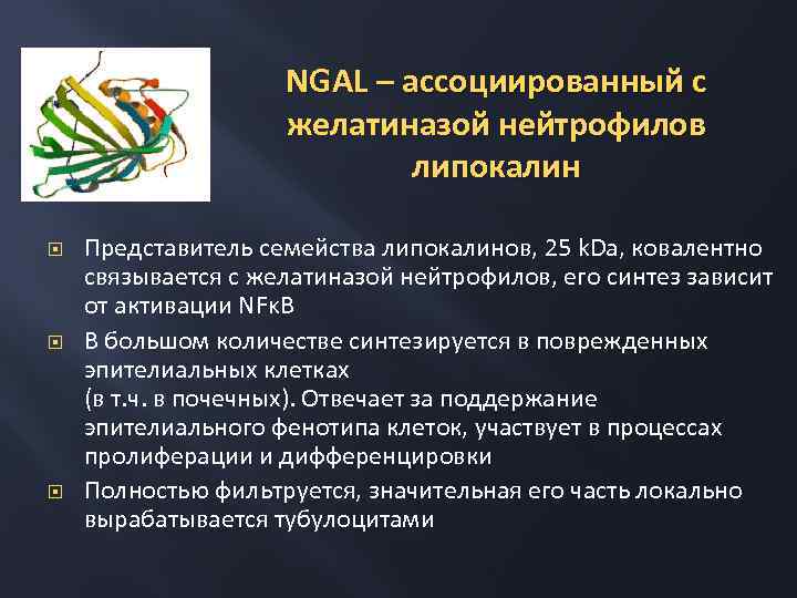 NGAL – ассоциированный с желатиназой нейтрофилов липокалин Представитель семейства липокалинов, 25 k. Da, ковалентно