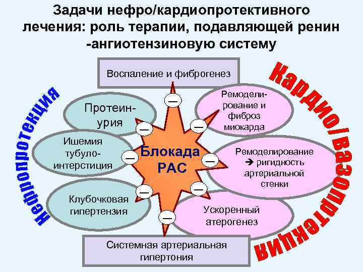 Задачи нефро/кардиопротективного лечения: роль терапии, подавляющей ренин -ангиотензиновую систему Воспаление и фиброгенез Протеинурия Ишемия