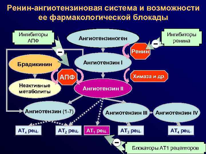 Ренин ангиотензиновая система схема