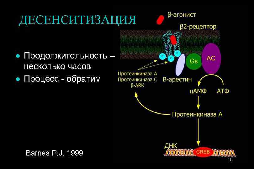 ДЕСЕНСИТИЗАЦИЯ l l Продолжительность – несколько часов Процесс - обратим Barnes P. J. 1999