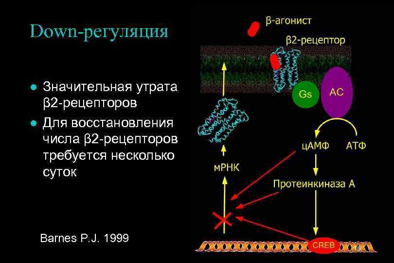 Down-регуляция l l Значительная утрата β 2 -рецепторов Для восстановления числа β 2 -рецепторов