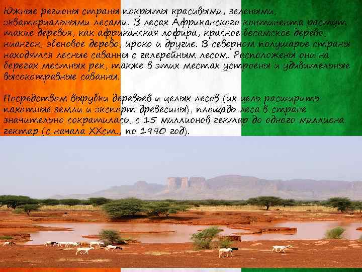 Южные регионы страны покрыты красивыми, зелеными, экваториальными лесами. В лесах Африканского континента растут такие