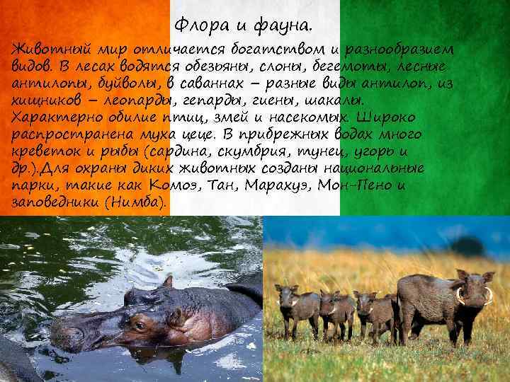 Флора и фауна. Животный мир отличается богатством и разнообразием видов. В лесах водятся обезьяны,