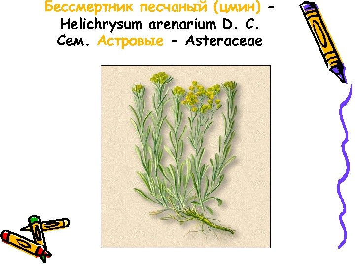 Бессмертник песчаный (цмин) Helichrysum arenarium D. С. Сем. Астровые - Asteraceae 