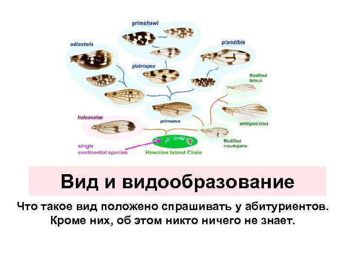 Вид и видообразование Что такое вид положено спрашивать у абитуриентов. Кроме них, об этом