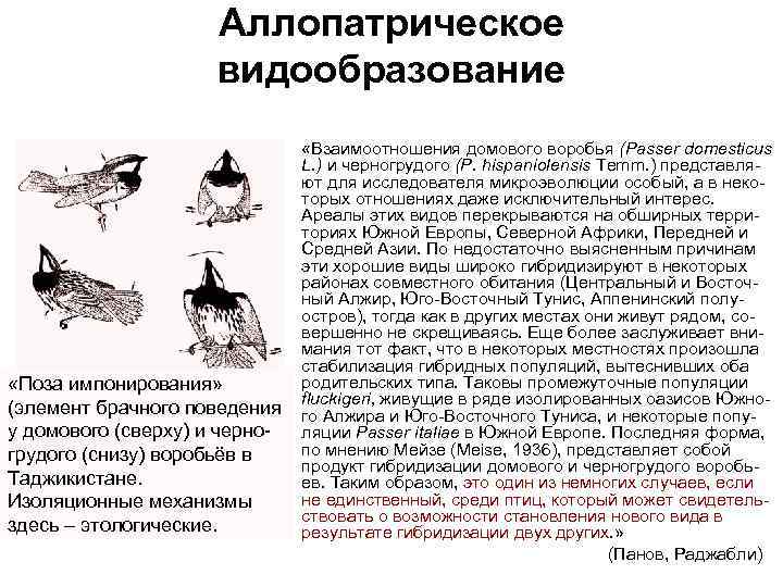 Аллопатрическое видообразование «Поза импонирования» (элемент брачного поведения у домового (сверху) и черногрудого (снизу) воробьёв