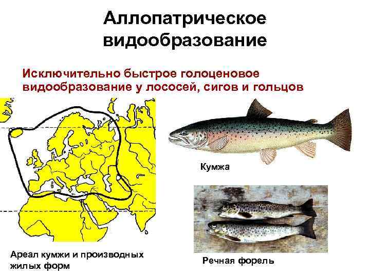 Аллопатрическое видообразование Исключительно быстрое голоценовое видообразование у лососей, сигов и гольцов Кумжа Ареал кумжи