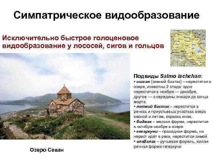 Симпатрическое видообразование Исключительно быстрое голоценовое видообразование у лососей, сигов и гольцов Подвиды Salmo ischchan: