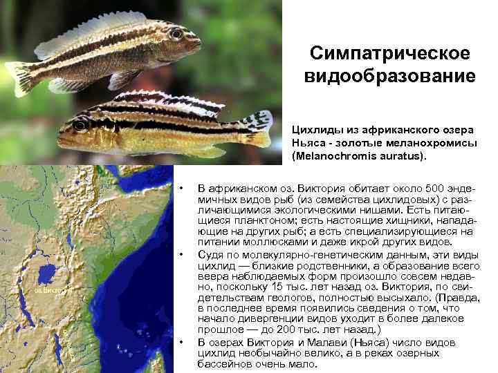 Симпатрическое видообразование Цихлиды из африканского озера Ньяса - золотые меланохромисы (Melanochromis auratus). • •
