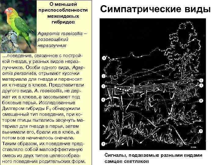О меньшей приспособленности межвидовых гибридов Симпатрические виды Agapornis rоseicollis – розовощёкий неразлучник …поведение, связанное