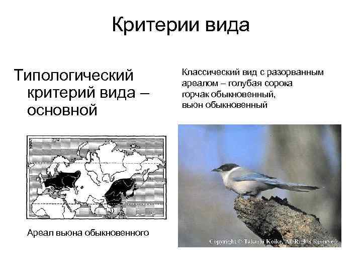 Критерии вида Типологический критерий вида – основной Ареал вьюна обыкновенного Классический вид с разорванным
