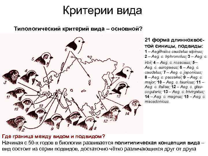 Критерии вида Типологический критерий вида – основной? 21 форма длиннохвостой синицы, подвиды: 1 –