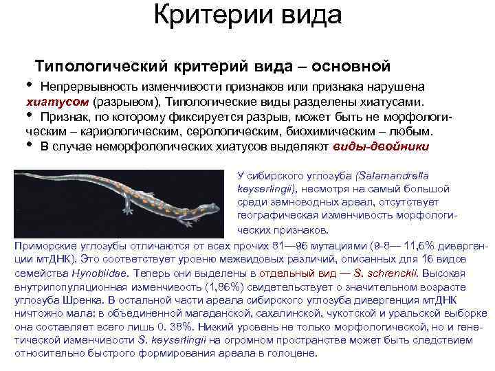 Критерии вида • Типологический критерий вида – основной Непрервывность изменчивости признаков или признака нарушена
