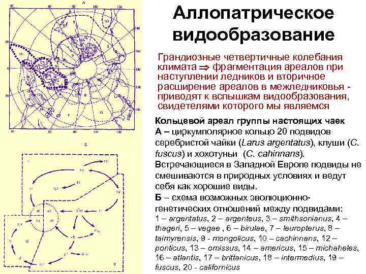 Аллопатрическое видообразование Грандиозные четвертичные колебания климата фрагментация ареалов при наступлении ледников и вторичное расширение