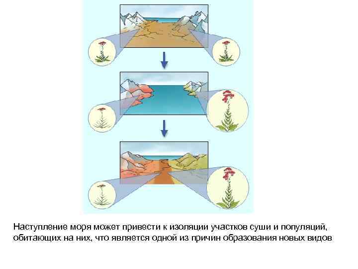  Наступление моря может привести к изоляции участков суши и популяций, обитающих на них,