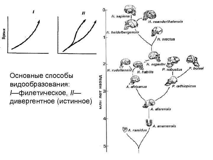 Основные способы видообразования: I—филетическое, II— дивергентное (истинное) 