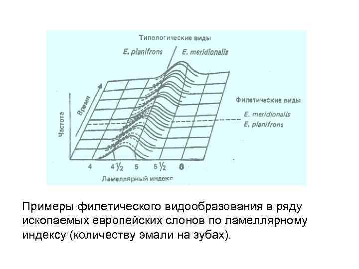 Примеры филетического видообразования в ряду ископаемых европейских слонов по ламеллярному индексу (количеству эмали на
