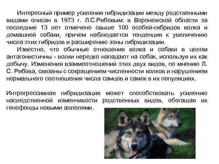 Интересный пример усиления гибридизации между родственными видами описан в 1973 г. Л. С. Рябовым: