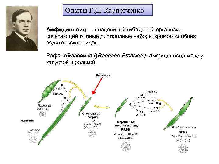Карпеченко капустно редечный гибрид