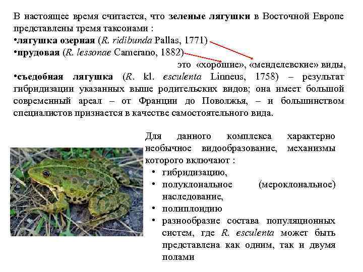 В настоящее время считается, что зеленые лягушки в Восточной Европе представлены тремя таксонами :