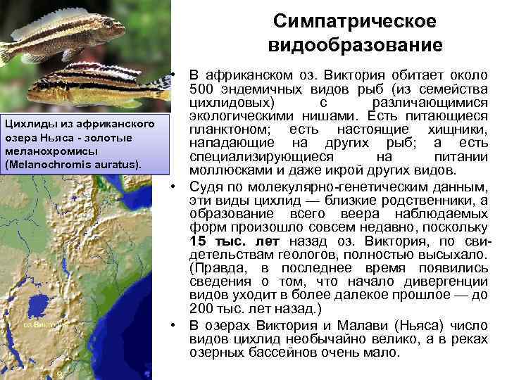 . Цихлиды из африканского озера Ньяса - золотые меланохромисы (Melanochromis auratus). Симпатрическое видообразование •