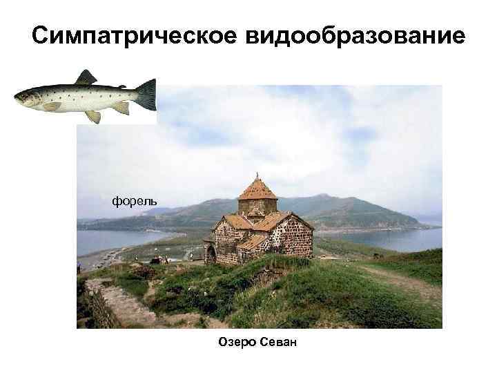 Симпатрическое видообразование форель Озеро Севан 