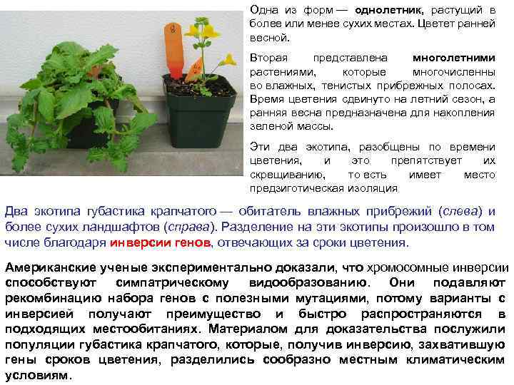 Одна из форм — однолетник, растущий в более или менее сухих местах. Цветет ранней