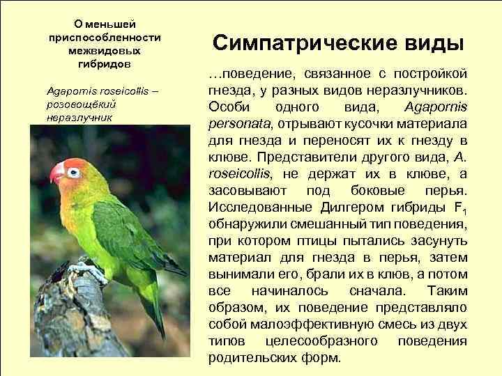 О меньшей приспособленности межвидовых гибридов Agapornis rоseicollis – розовощёкий неразлучник Симпатрические виды …поведение, связанное