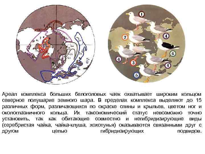 Ареал комплекса больших белоголовых чаек охватывает широким кольцом северное полушарие земного шара. В пределах