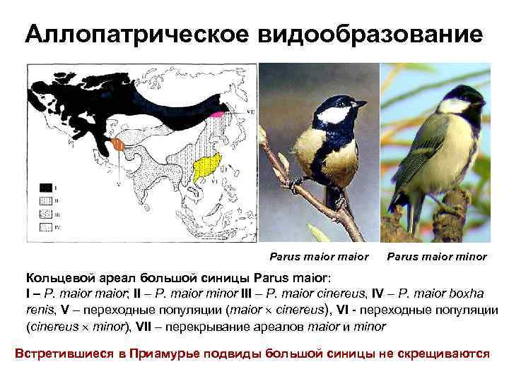 Аллопатрическое видообразование Parus maior minor Кольцевой ареал большой синицы Parus maior: I – P.