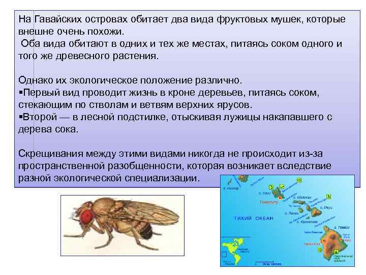 Обоих видов