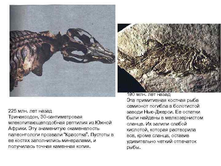 225 млн. лет назад Тринаксодон, 30 сантиметровая млекопитающеподобная рептилия из Южной Африки. Эту знаменитую