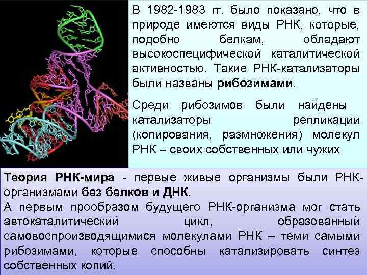 В 1982 1983 гг. было показано, что в природе имеются виды РНК, которые, подобно