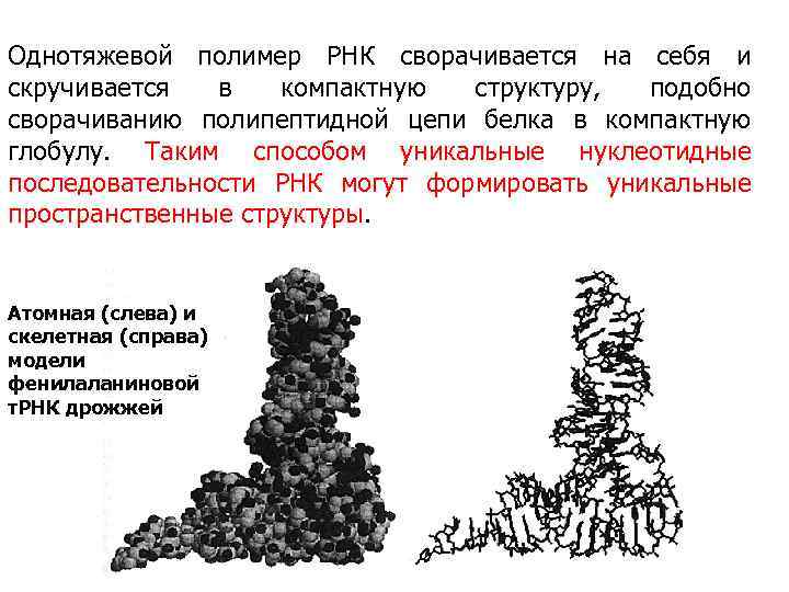 Однотяжевой полимер РНК сворачивается на себя и скручивается в компактную структуру, подобно сворачиванию полипептидной